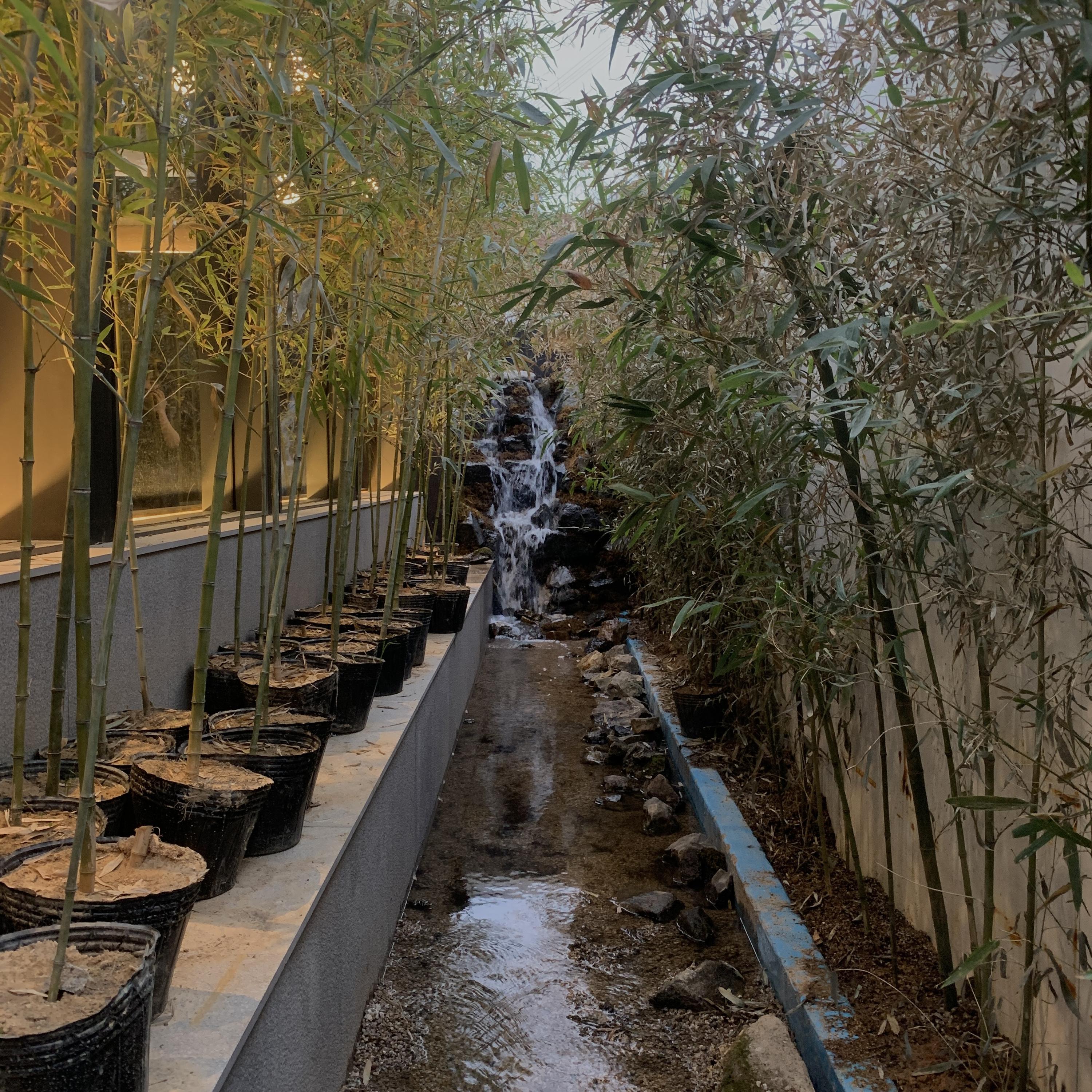 Pung New bamboo garden